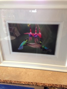 Hummingbird frame - 2015