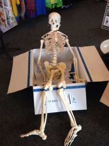 Mr Bones Image - Packed - 2015